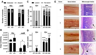 A Poultry Subclinical Necrotic Enteritis Disease Model Based on Natural Clostridium perfringens Uptake